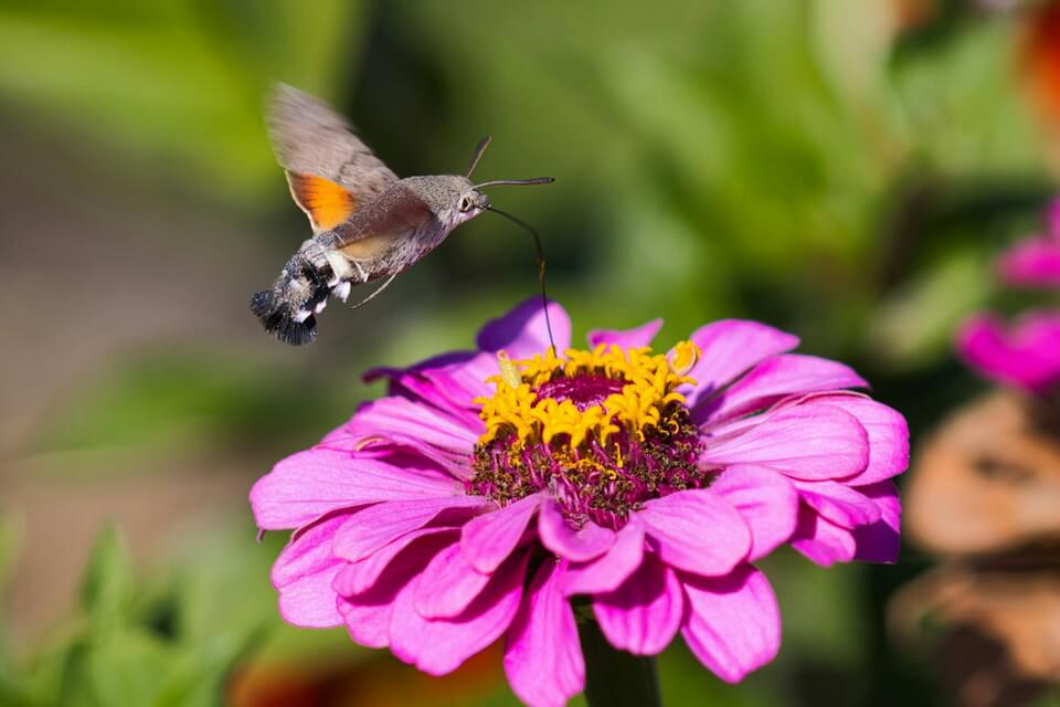 Поведінка та спосіб життя метелика-колібрі