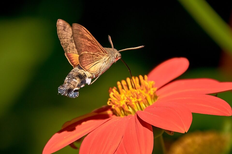 Язикан звичайний чи метелик-колібрі – фото, опис, цікаві факти