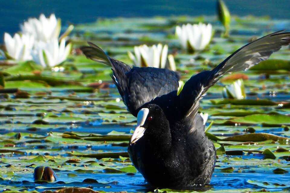 Лиска звичайна (Fulica atra)