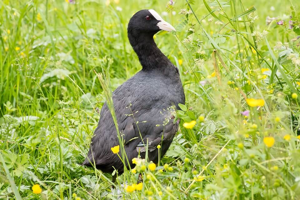 Американська лиска (Fulica americana) – фото та опис 