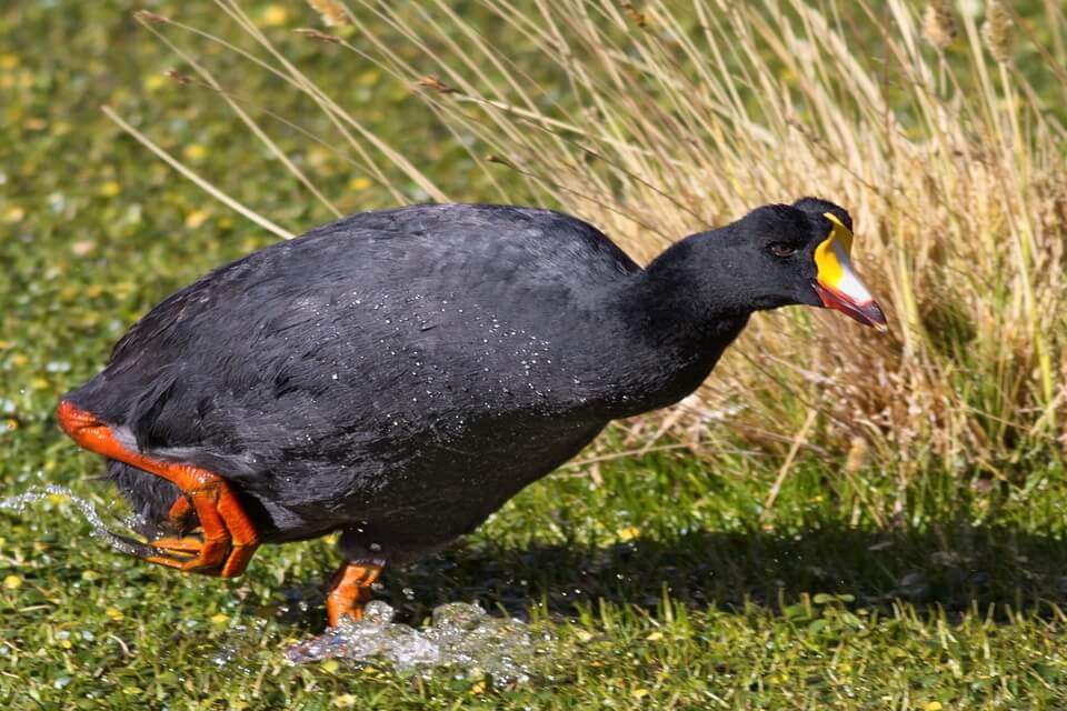 Лиска гігантська (Fulica gigantea) - фото та опис