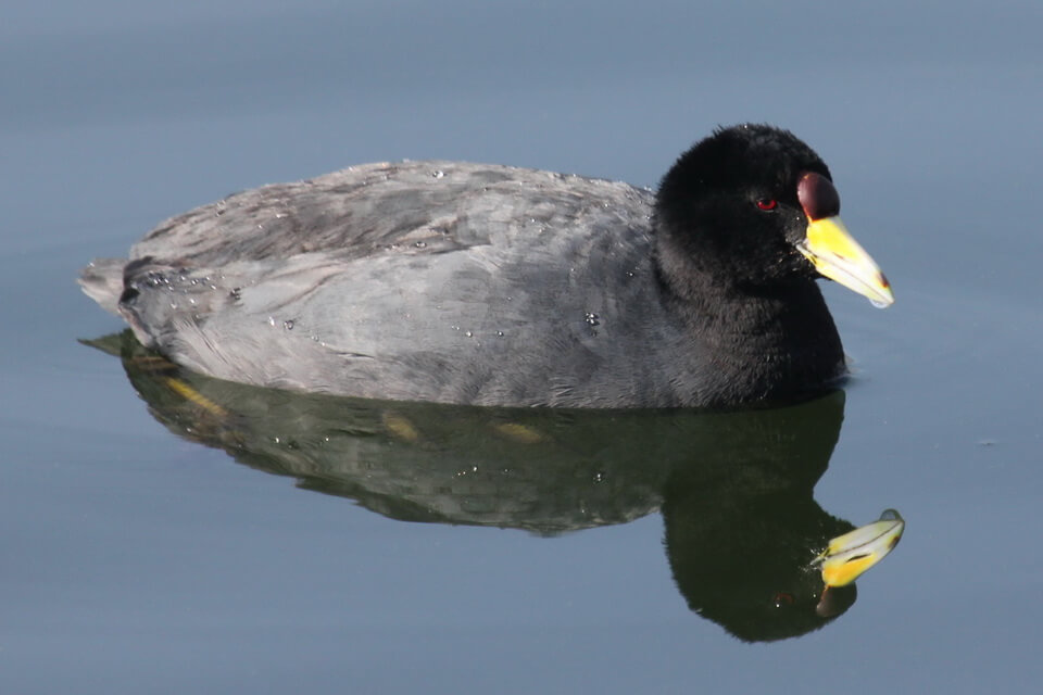 Андійська лиска (Fulica ardesiaca) - фото та опис