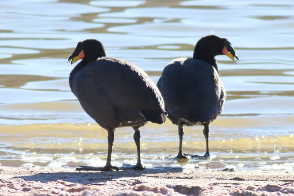 Рогата лиска (Fulica cornuta) - фото та опис