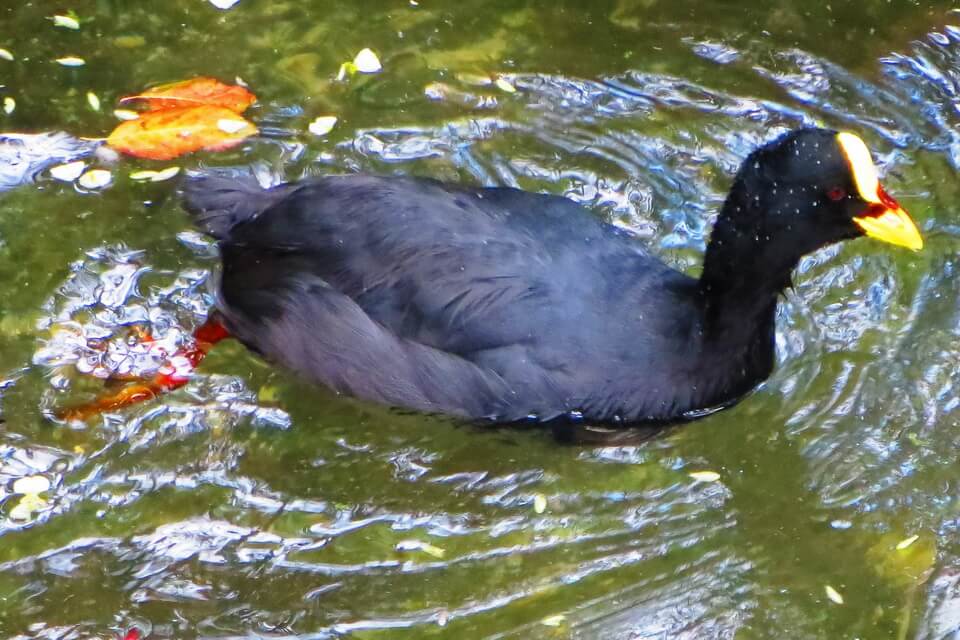 Лиска жовтодзьоба (Fulica armillata) - фото та опис