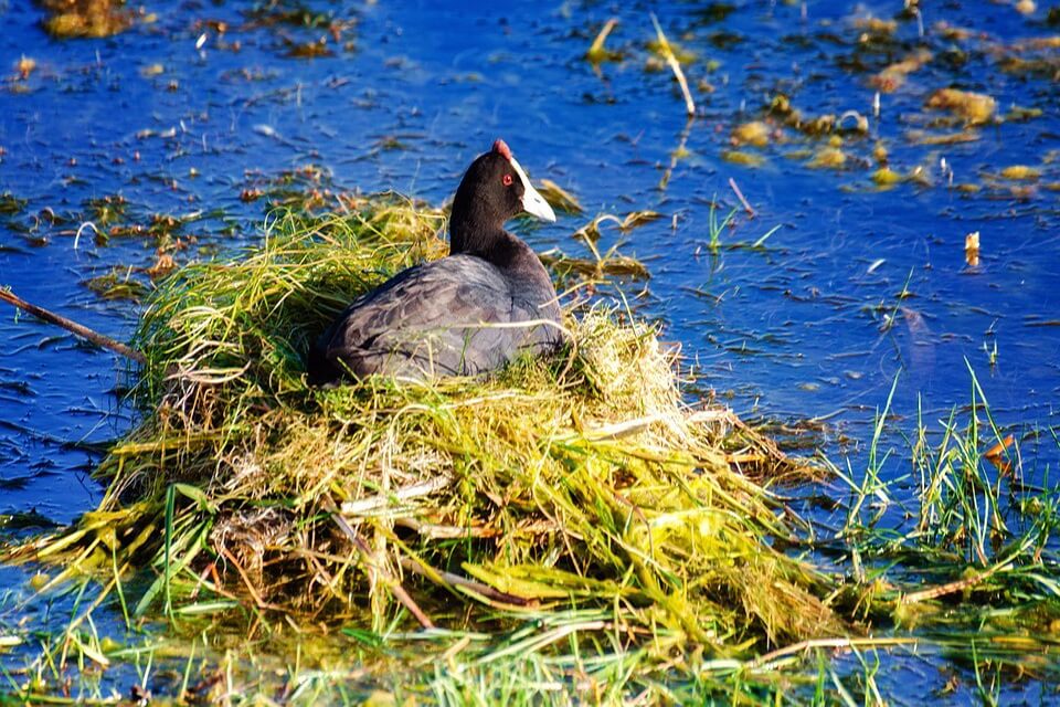 Африканська лиска (Fulica cristata) - фото та опис