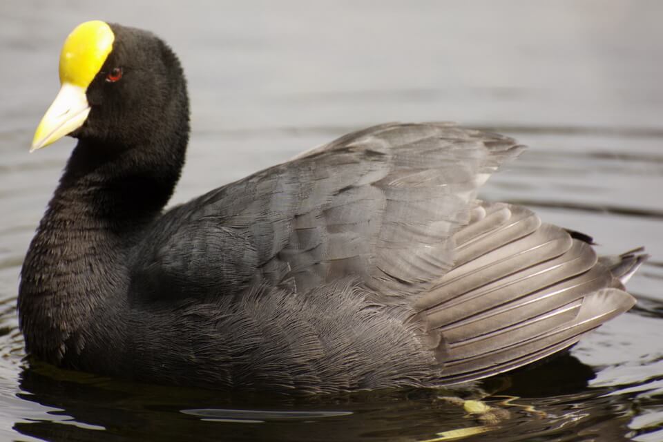 Лиска золотолоба (Fulica leucoptera) - фото та опис