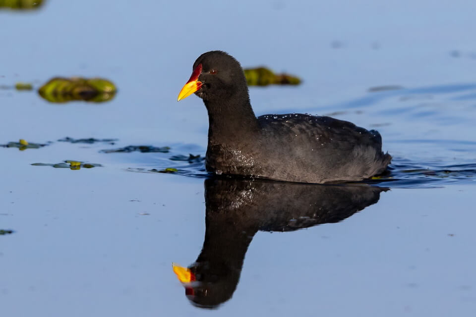 Червонолоба лиска (Fulica rufifrons) - фото та опис