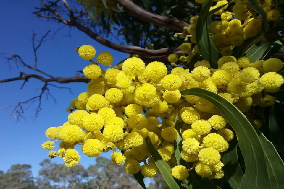 Австралійські дерева - Акація (Acacia)