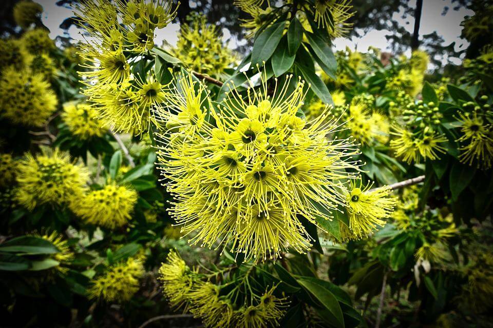 Національне дерево Австралії - Австралійська акація (Acacia pycnantha)