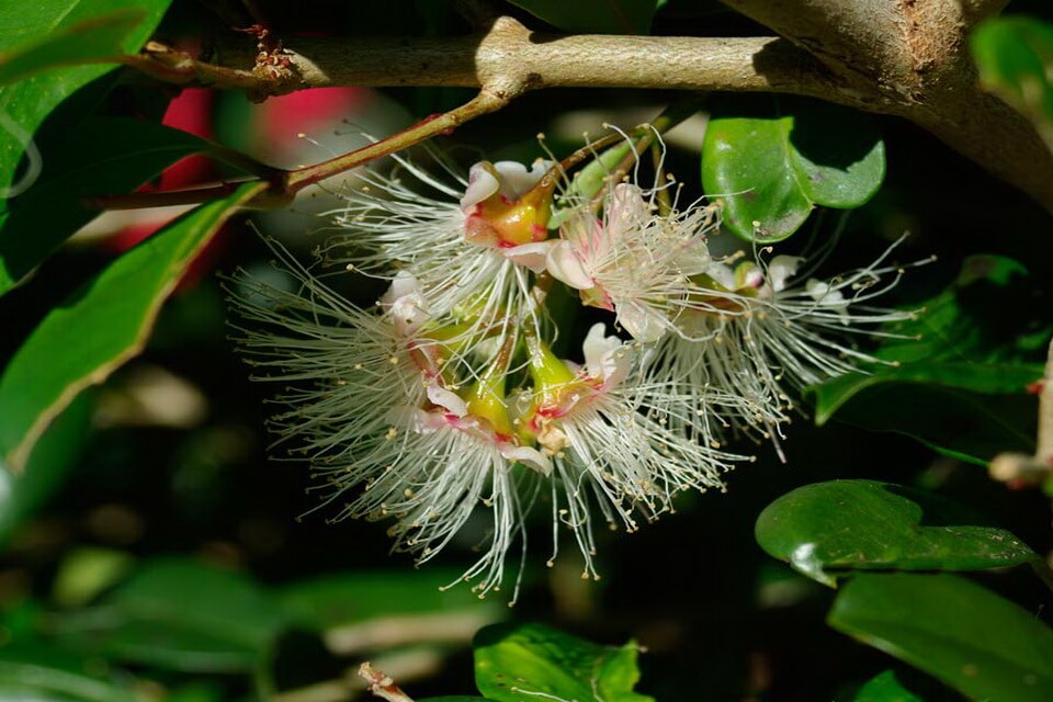 Рослини Австралії з фото - сізігіум південний (Syzygium austral)