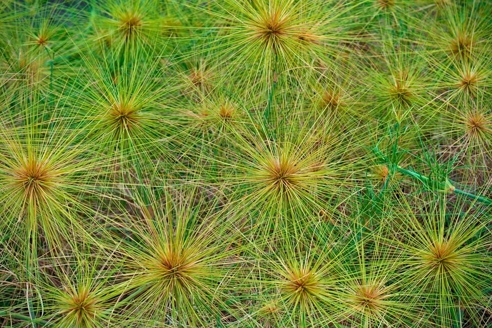 Флора Австралії - спініфекси (Spinifex)