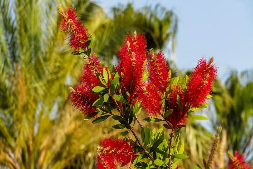 Рослини Австралії з фото - Каллістемон (Callistemon)