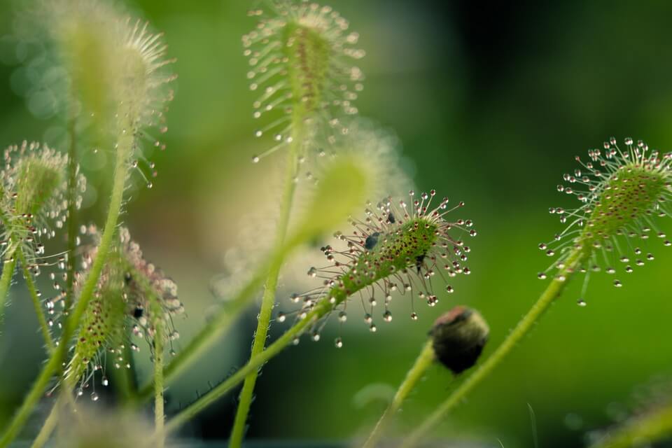 Рослини Австралії - Росянки (Droseraceae)