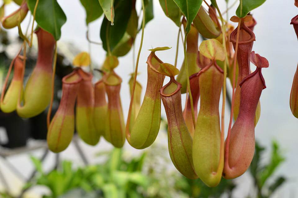 Рослини в Австралії - Непентес дивовижний (Nepenthes mirabilis)