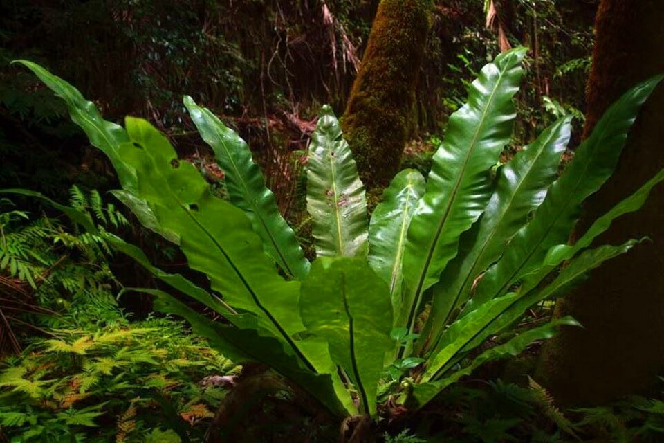 Рослини в Австралії - Аспленіум гніздовий (Asplenium nidus)