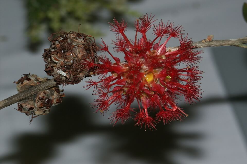 Австралійська флора - Астероміртус Брасса чи «вогняна куля» (Asteromyrtus brassii)