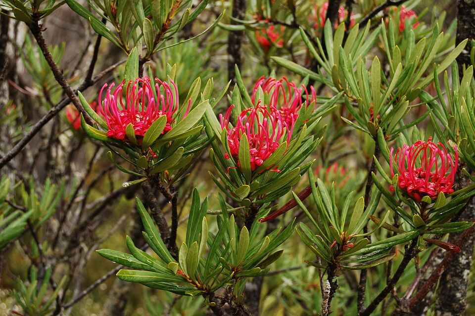 Рослини Австралії з фото - Тасманійська варата (Telopea truncata)