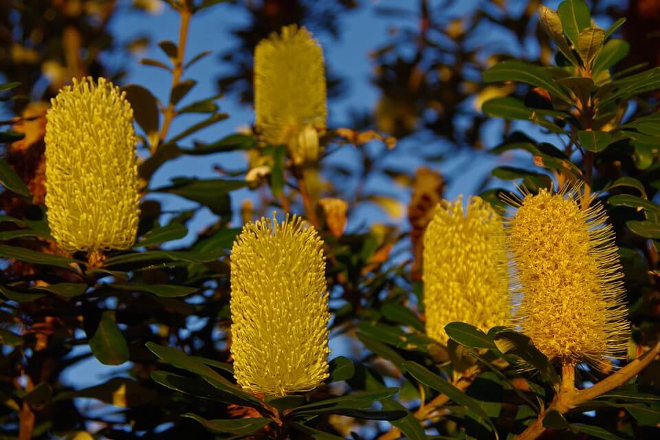 Рослинний світ Австралії - Банксія (Banksia)