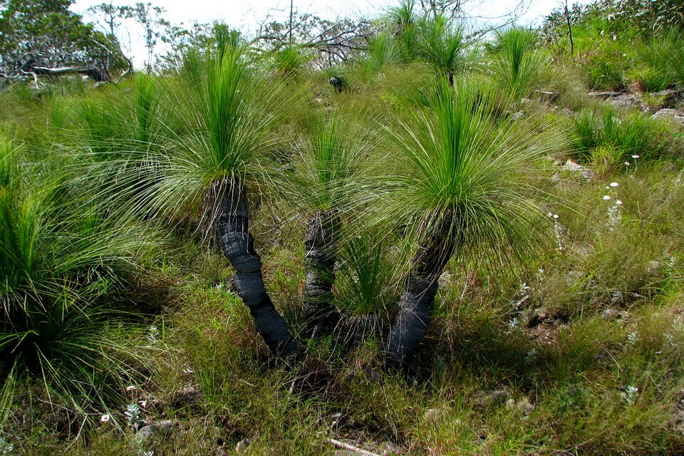 Флора Австралії - Ксанторея (Xanthorrhoea)