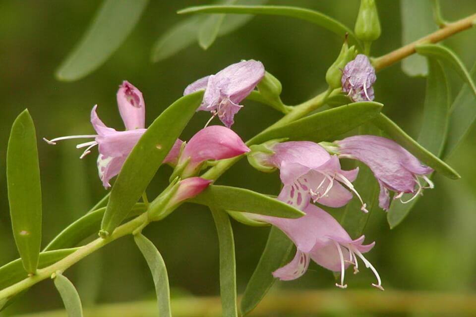 Австралійська флора - Еремофіла (Eremophila)