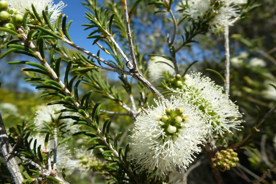 Рослини Австралії з фото - Мелалеука чи чайне дерево (Melaleuca alternifolia)