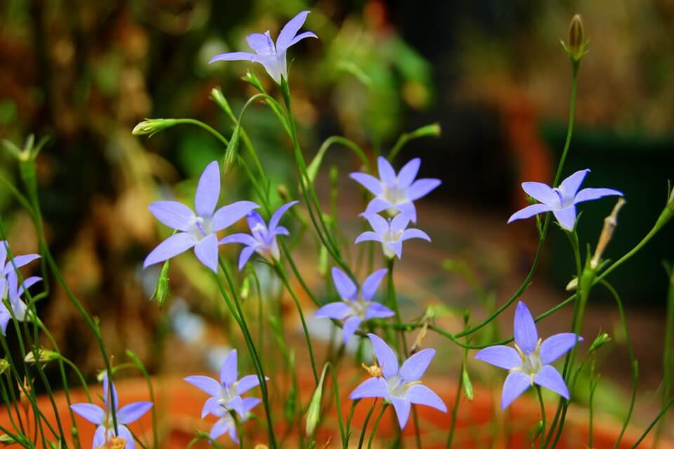 Квіти Австралії - Австралійський дзвіночок (Wahlenbergia stricta)