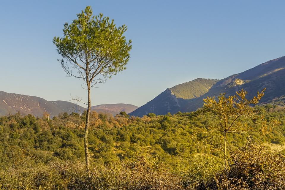 Дерева Італії з фото - сосна алепська (Pinus halepensis)