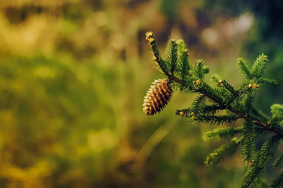 Дерева Італії - Ялина звичайна/європейська чи смерека (Picea abies)