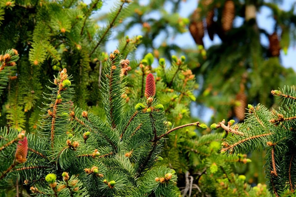 Рослини Італії - Ялиця сицилійська (Abies nebrodensis)