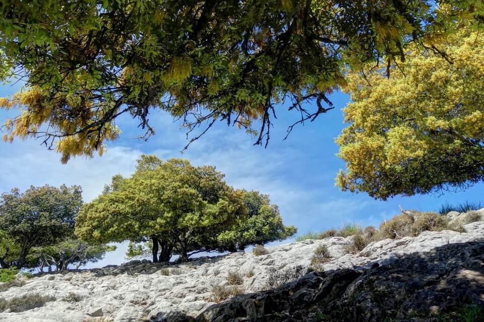 Рослини Італії - Дуб кам’яний (Quercus ilex)