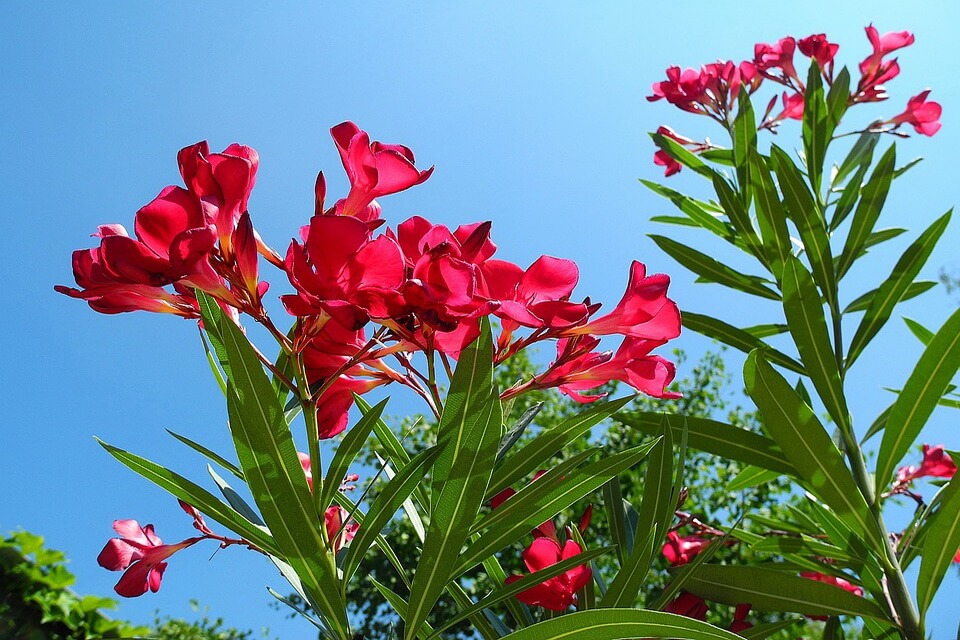 Дерева та кущі Італії - Олеандр звичайний (Nerium oleander)