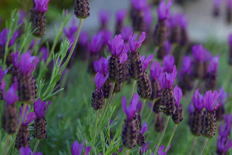 Рослини в Італії - Лаванда стехадська чи морська (Lavandula stoechas)