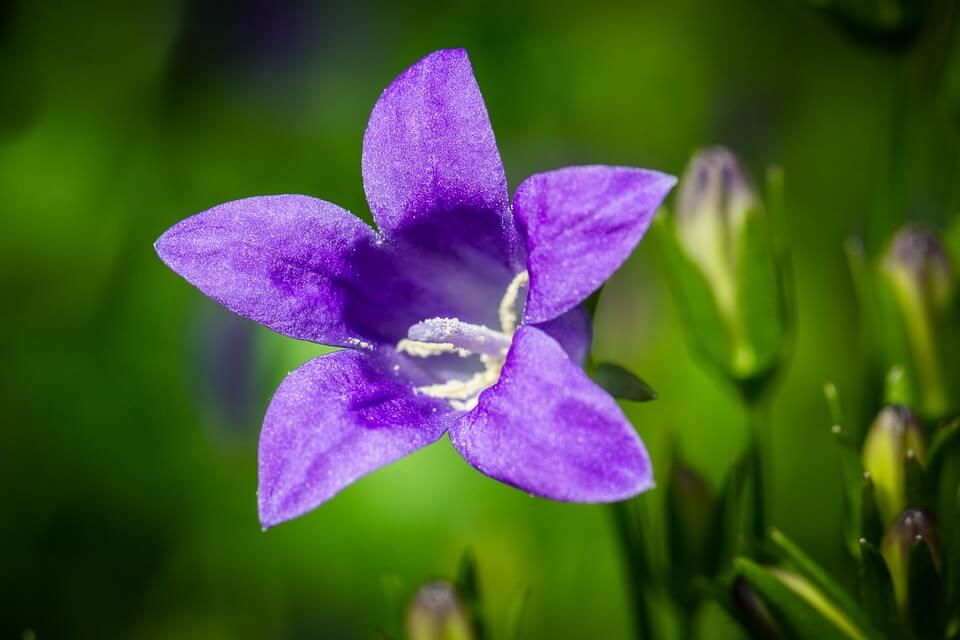 Квіти в Італії - Дзвіночок рівнолистий (Campanula isophylla)