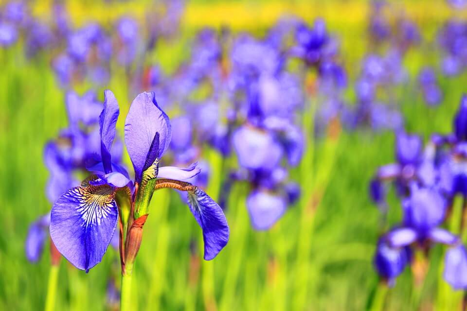 Рослини Італії - Марсиканські півники/іриси (Iris marsica)