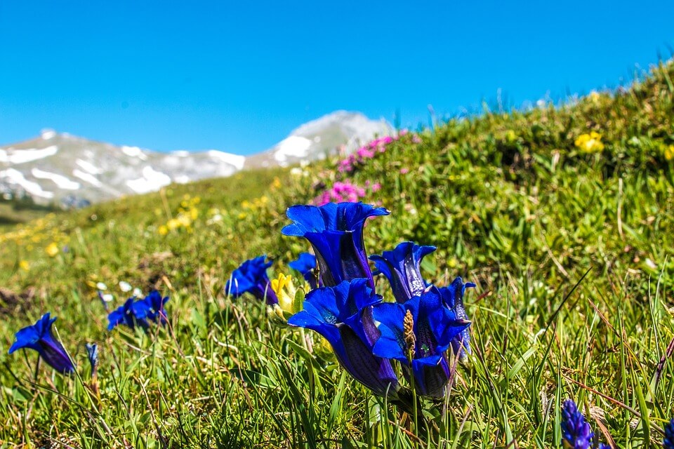 Квіти Італії з фото - Тирлич безстебловий чи вирізаний (Gentiana acaulis)