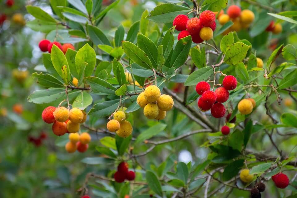 Рослини-символи Італії - суничник великоплідний чи сірий (Arbutus unedo)