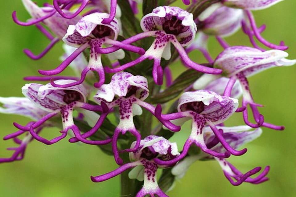 Рослини-символи Італії - Італійська орхідея (Orchis italica)