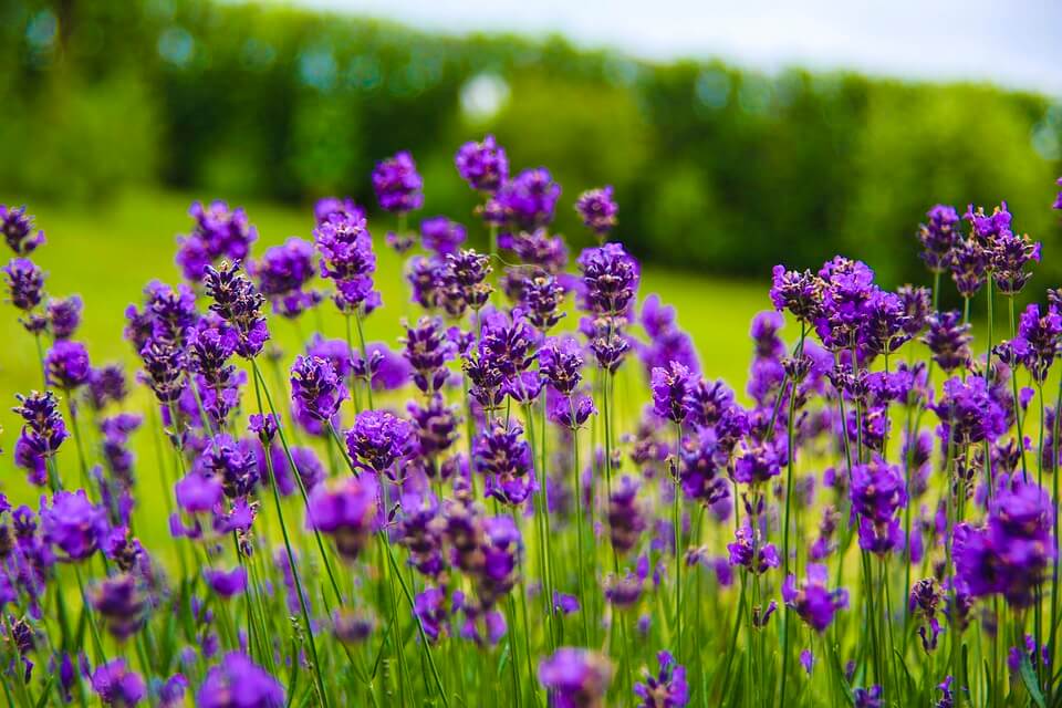 Види лаванди з фото - Вузьколиста, англійська чи лікарська лаванда (Lavandula angustifolia) 