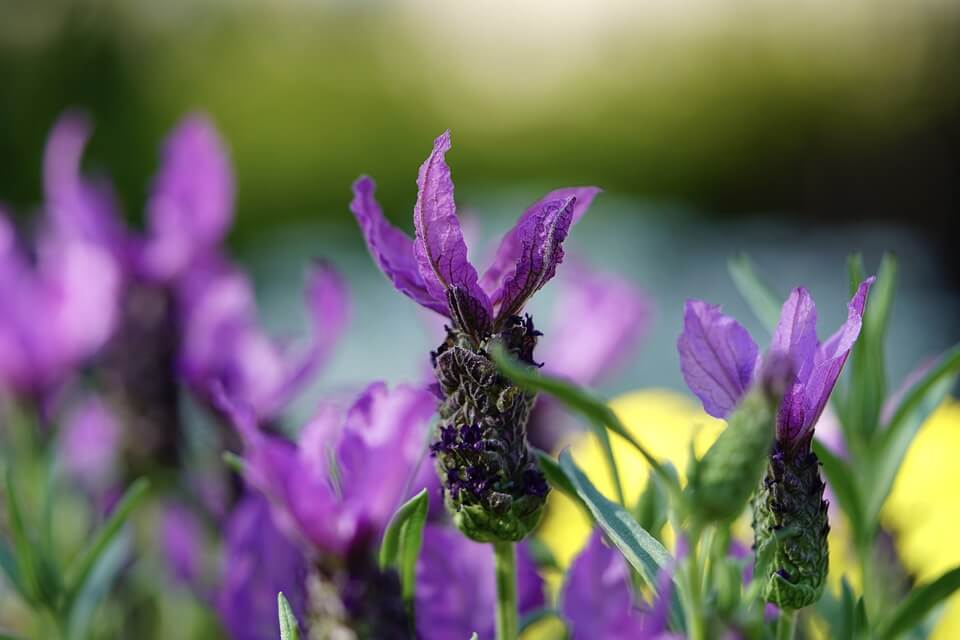 Види лаванди з фото та описом - Стехадська чи морська лаванда (Lavandula stoechas)