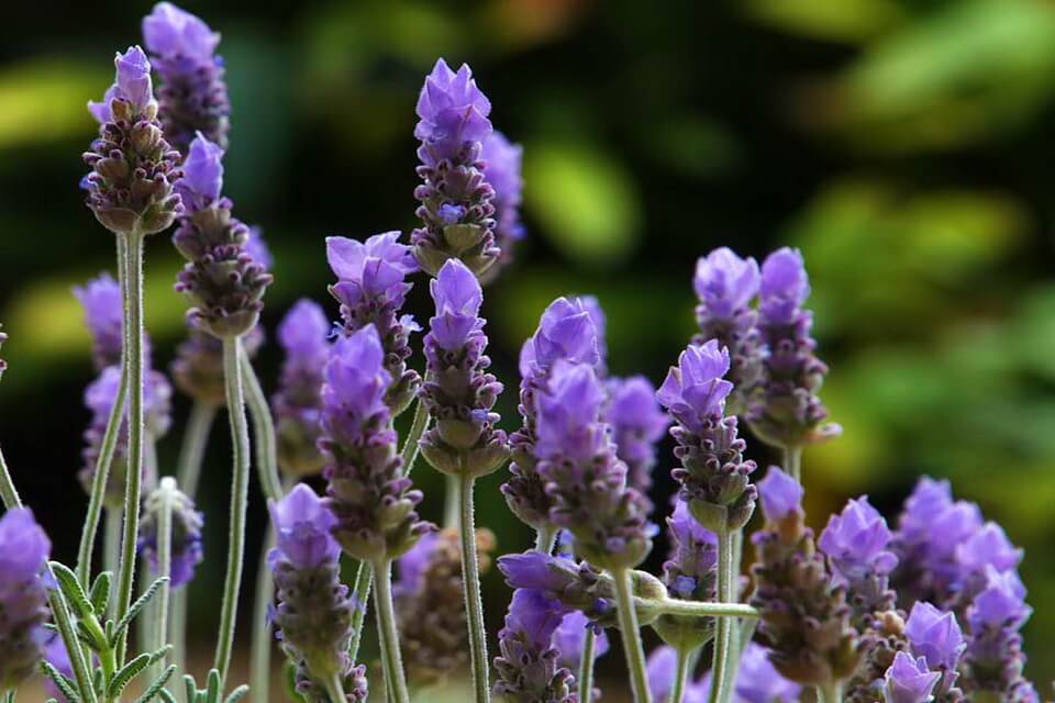 Лаванда зубчаста (Lavandula dentata)