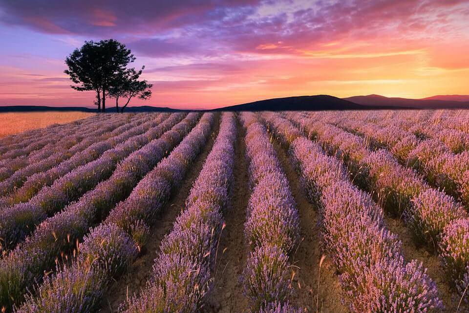 Види лаванди з фото - Широколиста лаванда (Lavandula latifolia)