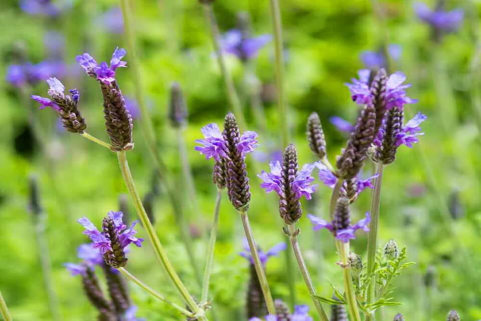 Види лаванди з фото та описом - Єгипетська (Lavandula multifida)