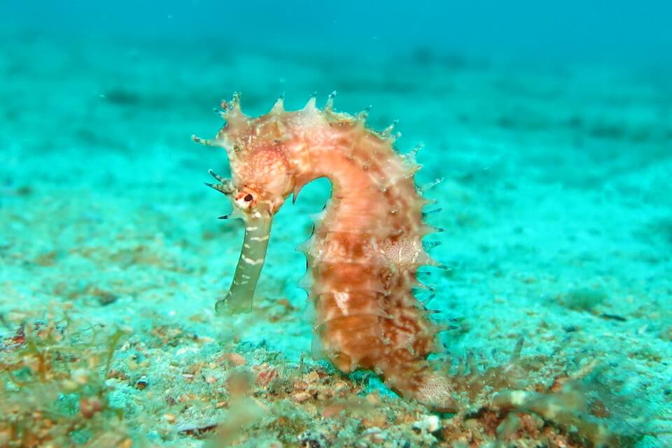 Морський коник звичайний (Hippocampus hippocampus)