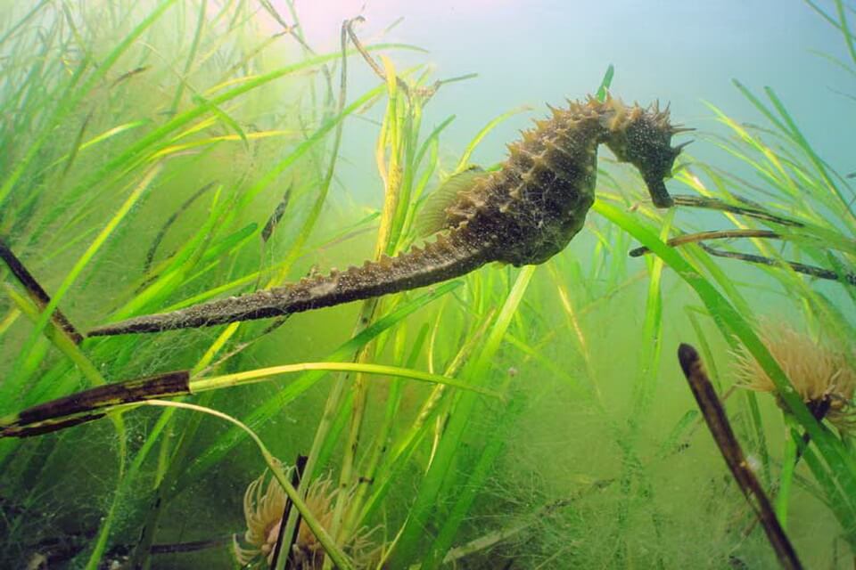 Чорноморський чи довгорилий морський коник (Hippocampus guttulatus) - фото та опис