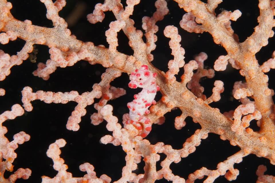 Морський коник-пігмей (Hippocampus bargibanti) - фото та опис