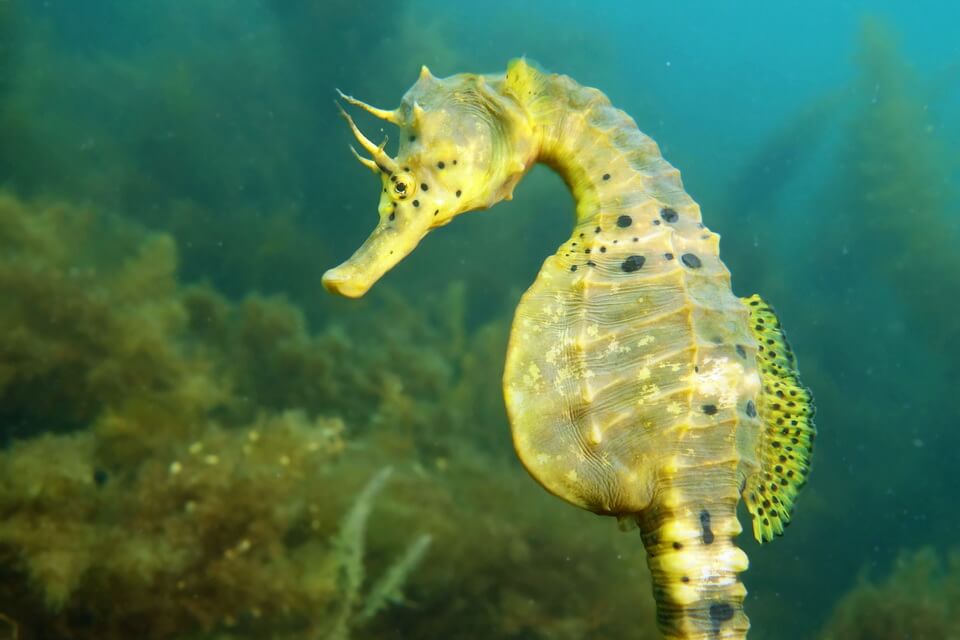 Великобрюхий морський коник (Hippocampus abdominalis)