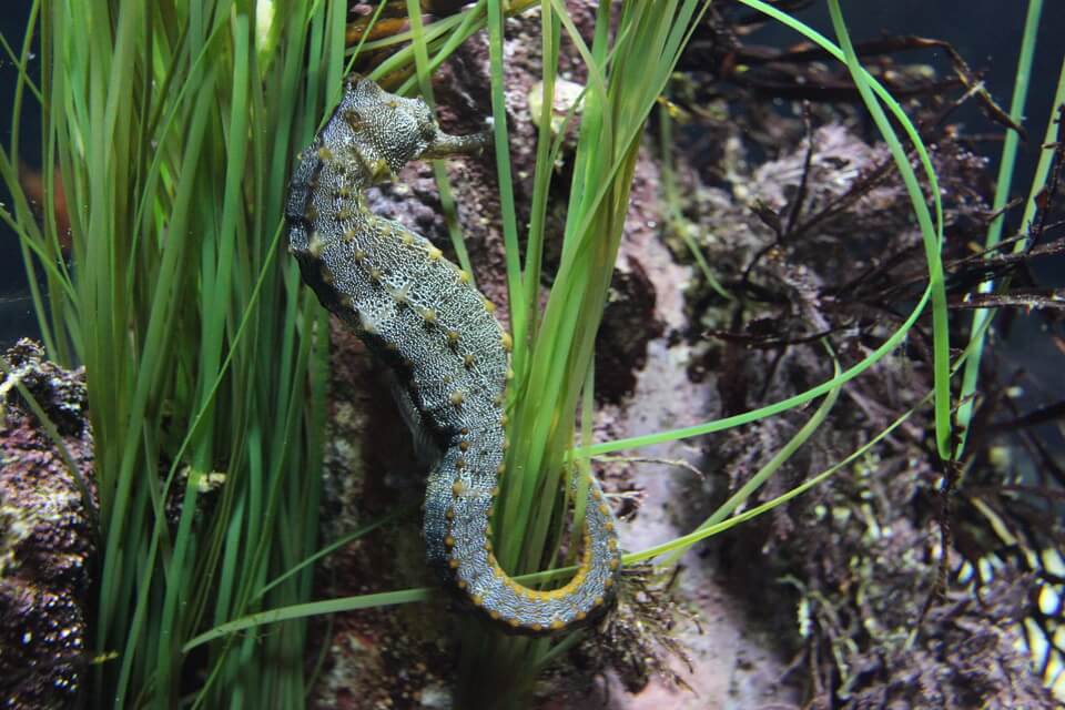 Тихоокеанські чи гігантські морські коники (Hippocampus ingens)