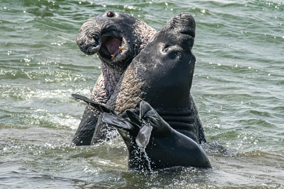 Розмноження морських слонів