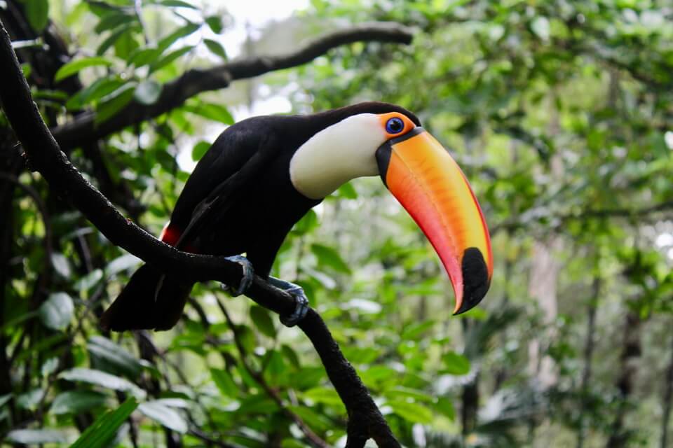 Великий тукан (Ramphastos toco) – фото та опис