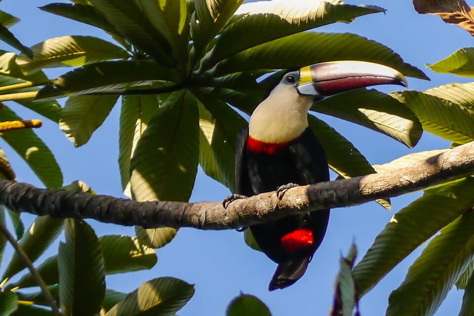 Червонодзьобий тукан (Ramphastos tucanus) – фото та опис